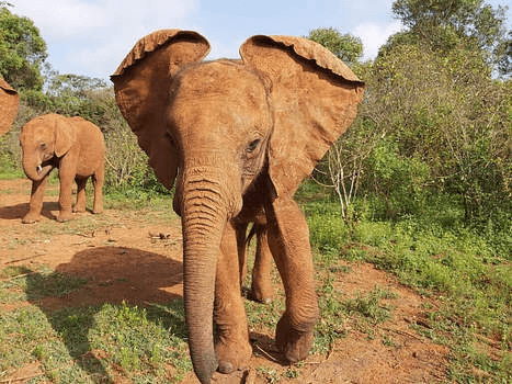 1% for the Planet Highlight: ELE's Elephants and the David Sheldrick Wildlife Trust - Legal Marketing Agency - Ele Global image 1 Legal Marketing Agency