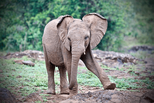 1% for the Planet Highlight: ELE's Elephants and the David Sheldrick Wildlife Trust - Legal Marketing Agency - Ele Global image 2 Legal Marketing Agency