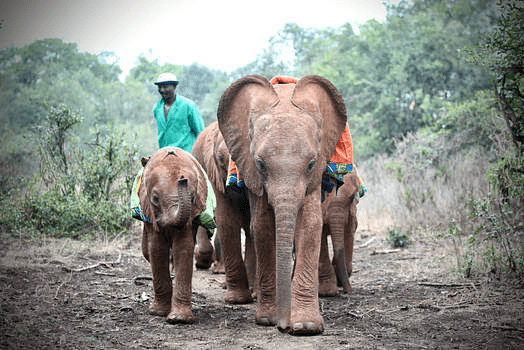 1% for the Planet Highlight: ELE's Elephants and the David Sheldrick Wildlife Trust - Legal Marketing Agency - Ele Global image 3 Legal Marketing Agency
