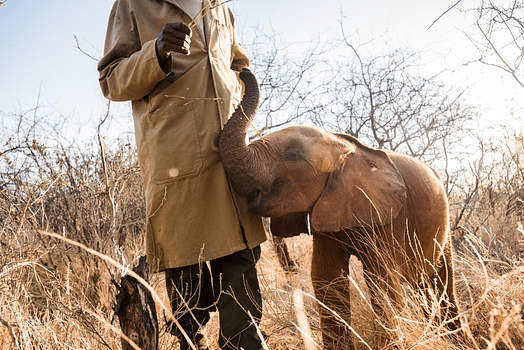 1% for the Planet Highlight: ELE's Elephants and the David Sheldrick Wildlife Trust - Legal Marketing Agency - Ele Global image 4 Legal Marketing Agency