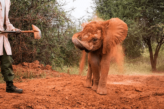 1% for the Planet Highlight: ELE's Elephants and the David Sheldrick Wildlife Trust - Legal Marketing Agency - Ele Global image 5 Legal Marketing Agency