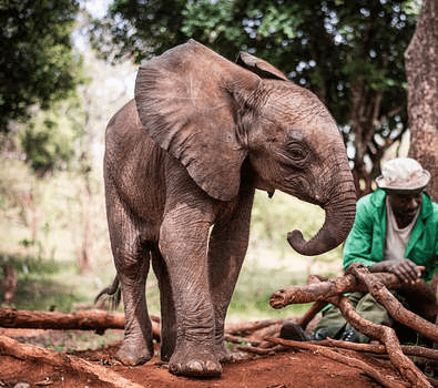 1% for the Planet Highlight: ELE's Elephants and the David Sheldrick Wildlife Trust - Legal Marketing Agency - Ele Global image Legal Marketing Agency