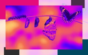 Directories content packages Legal Marketing Agency